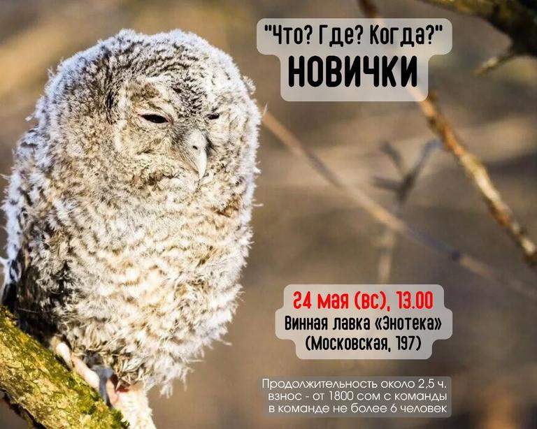“Что? Где? Когда?” (Новички)
