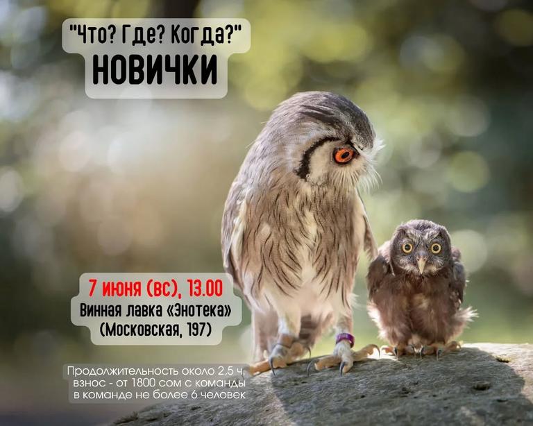 Что? Где? Когда? Новички